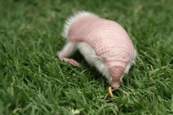 倭犰狳的照片长什么样子 倭犰狳体长有多大