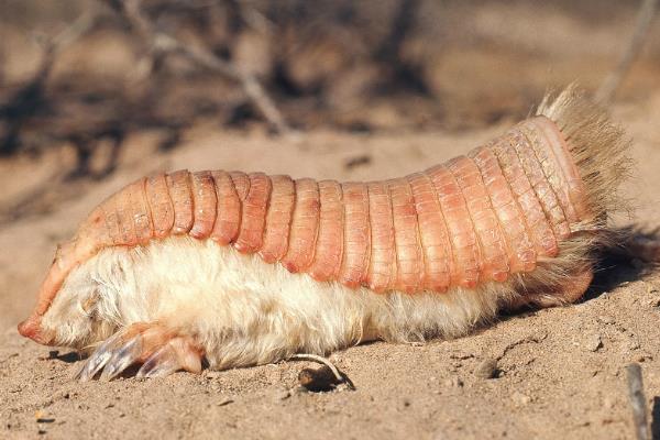 倭犰狳的照片长什么样子 倭犰狳体长有多大