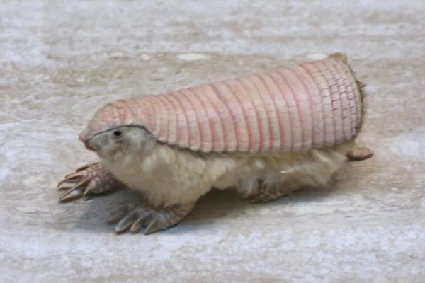 倭犰狳的照片长什么样子 倭犰狳体长有多大