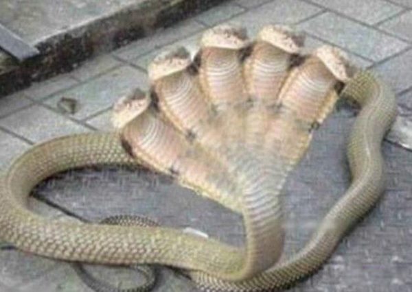 ��ͷ����ʵ������ ʲô���кܶ�ͷ