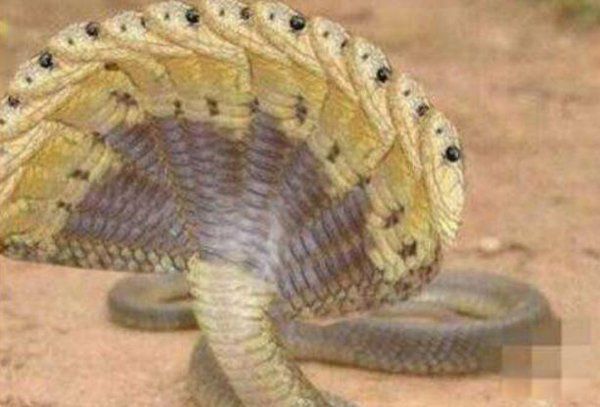 ��ͷ����ʵ������ ʲô���кܶ�ͷ