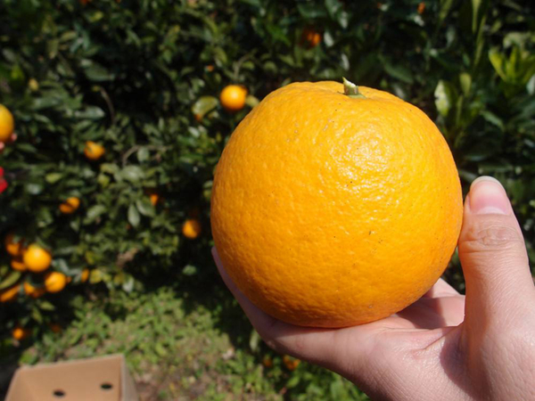 ȥ���ˮ������Щ���׵�ˮ�� ���Ƚⶾ���õ�ʮ��ˮ��