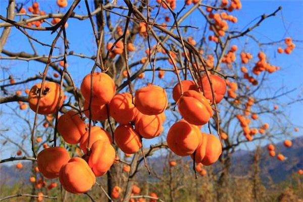 ȥ���ˮ������Щ���׵�ˮ�� ���Ƚⶾ���õ�ʮ��ˮ��