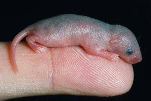 ʮ�����������֨�����ĵ���θ