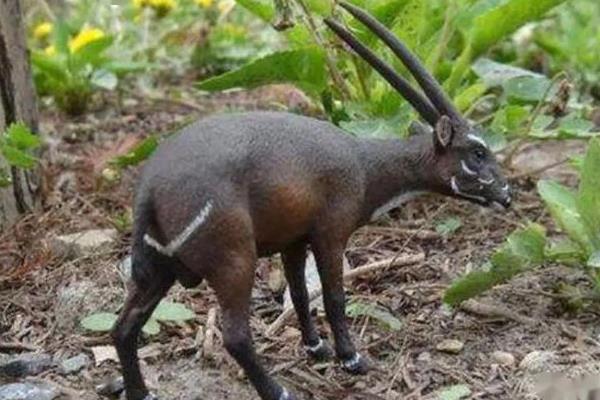 ���ţ��������ͼƬ ���ţ��ʲô���Ӽ��