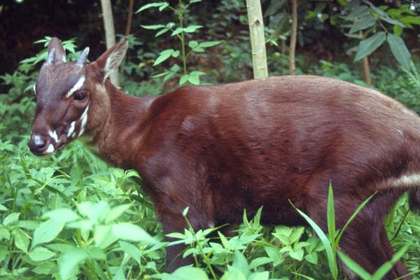 ���ţ��������ͼƬ ���ţ��ʲô���Ӽ��