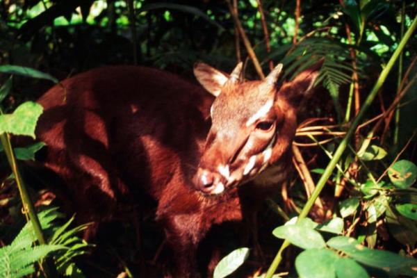 ���ţ��������ͼƬ ���ţ��ʲô���Ӽ��