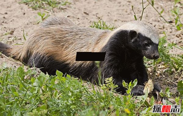 ƽͷ�����������ʲô�̶� Ϊʲôƽͷ�粻����