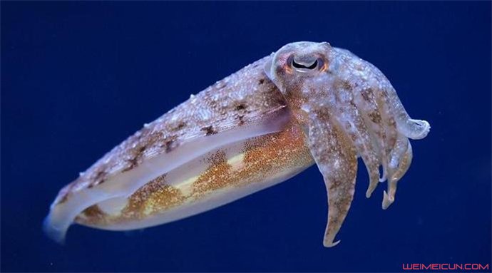 �����������ά������ ��������������