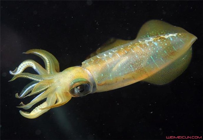 �����������ά������ ��������������