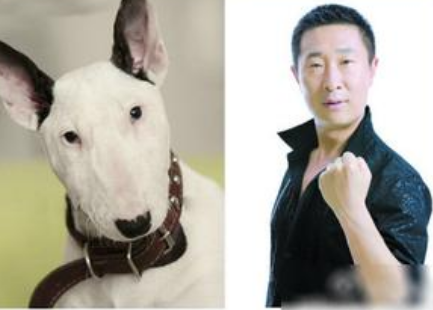 ��������ţͷ��ײ��ͼ ������׸���ţͷ��