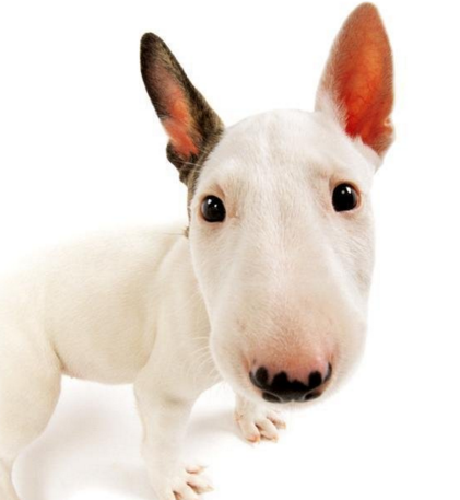 ��������ţͷ��ײ��ͼ ������׸���ţͷ��