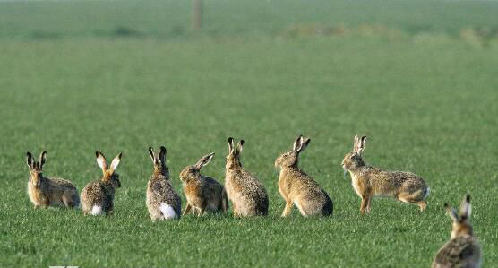 ����ʮֻ���ӱ���Ĺ��� ��Զ���������׸���֮һ