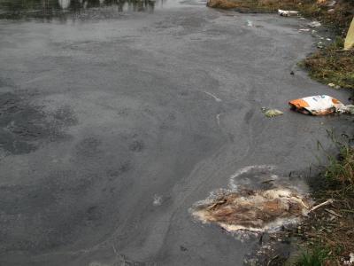 �ձ�ʮ��ֲ�Ƭ���а� ��Щ��С��Ҫ��