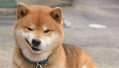 微笑狗原图恐怖照片 真正的微笑狗长什么样