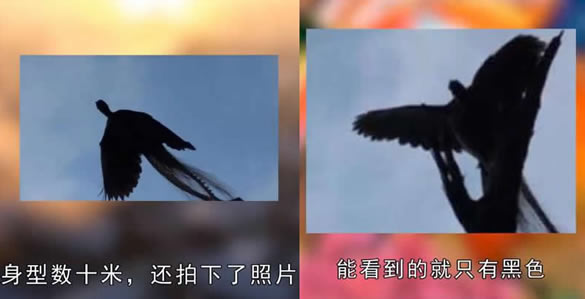 ���������һֻ���ͼƬ��ʵ �ʹ�˵�е�һģһ��