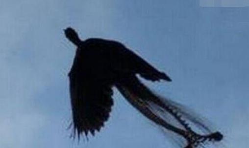 ���������һֻ���ͼƬ��ʵ �ʹ�˵�е�һģһ��