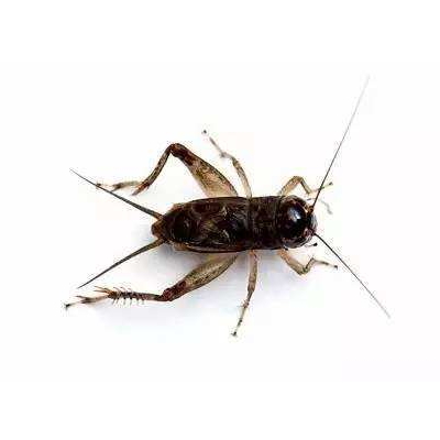 ���Ʒ��ͼƬ��ȫ ���Ʒ������������