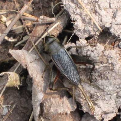 ���Ʒ��ͼƬ��ȫ ���Ʒ������������