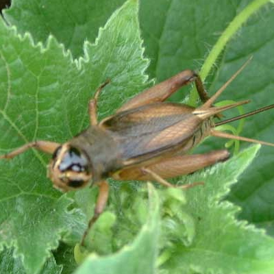 ���Ʒ��ͼƬ��ȫ ���Ʒ������������