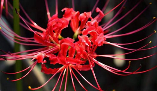 �˰��������ò��� �˰��������Ľ�������Щ