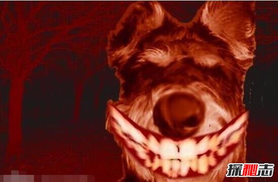 ΢Ц����ʲô�� ΢Ц��Smile DogͼƬ