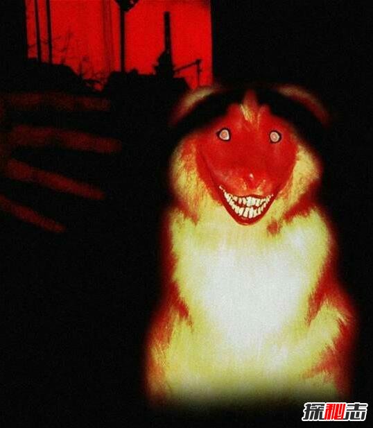 ΢Ц����ʲô�� ΢Ц��Smile DogͼƬ