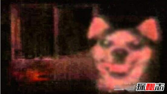 ΢Ц����ʲô�� ΢Ц��Smile DogͼƬ