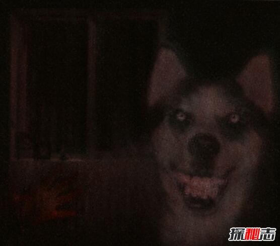 ΢Ц����ʲô�� ΢Ц��Smile DogͼƬ