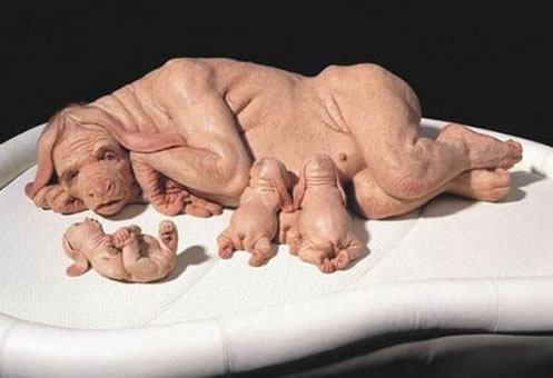 世界上有猪人吗 猪人真相大曝光