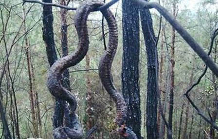 桂平挖蛇事件的经过 挖掘机挖出16米长巨蛇