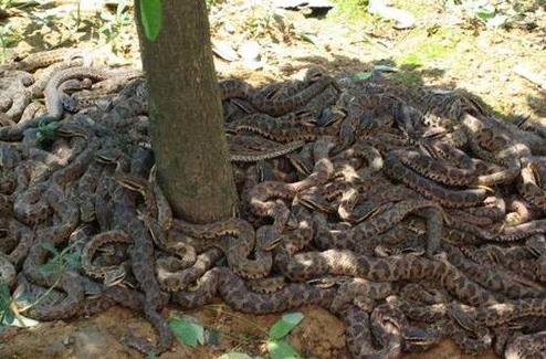 ǧ�����ߵ��ر�ԭ�� �ߵ����ǲ����кܶ���