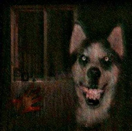 smile.jpgԭͼ΢Ц�� smile.jpg��smile dog���붯̬ͼ