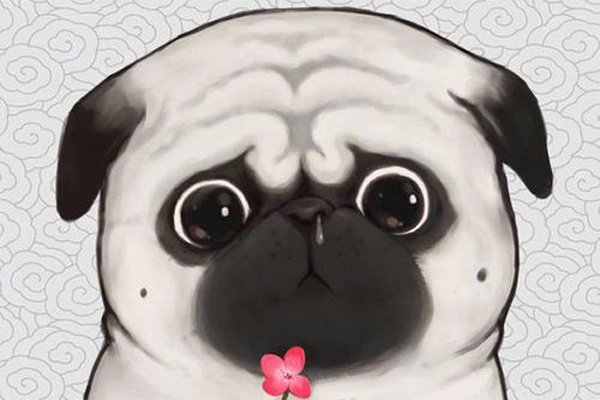 巴扎黑个人资料是什么狗 不是一个人