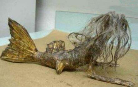 美人鱼的照片 美人鱼真身图片太吓人