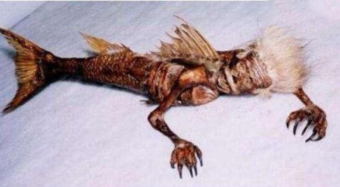 美人鱼的照片 美人鱼真身图片太吓人