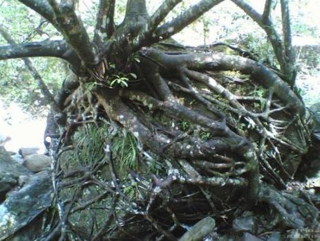 九头蛇柏树真的存在吗?被当地人称呼为“ 恶魔之树”