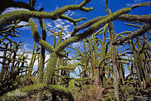 九头蛇柏树真的存在吗?被当地人称呼为“ 恶魔之树”