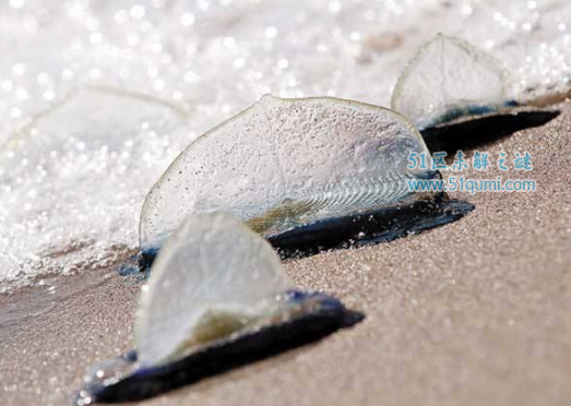 �������ķ�ˮĸ�ж�� ��ˮĸ��ʲô���ӵ�