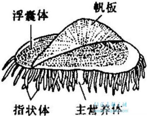 �������ķ�ˮĸ�ж�� ��ˮĸ��ʲô���ӵ�