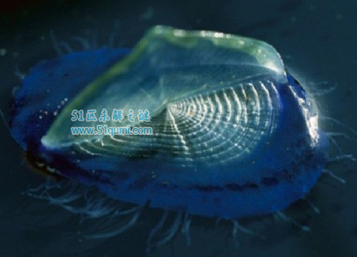 �������ķ�ˮĸ�ж�� ��ˮĸ��ʲô���ӵ�