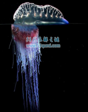 �������ķ�ˮĸ�ж�� ��ˮĸ��ʲô���ӵ�