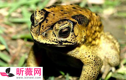 琵琶蟾蜍是什么意思?琵琶蟾蜍图片恐怖