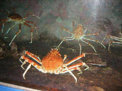 日本蜘蛛蟹有多大 有的螃蟹大的吓人
