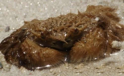 日本蜘蛛蟹有多大 有的螃蟹大的吓人
