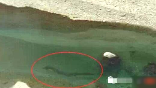 海底惊现12米巨龙图片 青海湖海底真龙相关传说