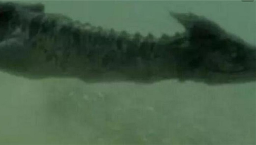 海底惊现12米巨龙图片 青海湖海底真龙相关传说