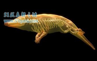 游走鲸的图片 游走鲸什么要迁移到水里?