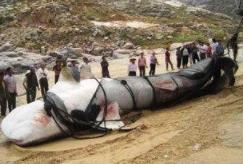 �������Ǻ����� ������������ж��