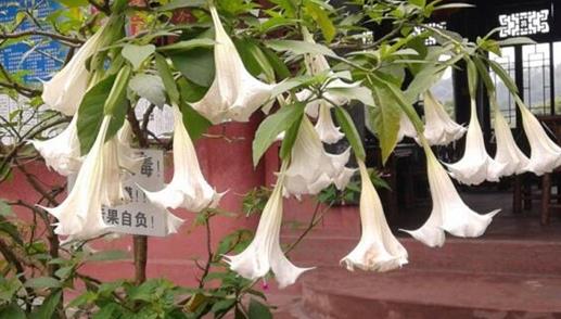 ڤ���Ļ���Ĵ����� ڤ���Ļ��ֱ������ĸ�